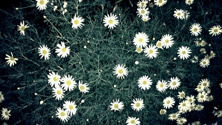 Beautiful white little flowers の素材