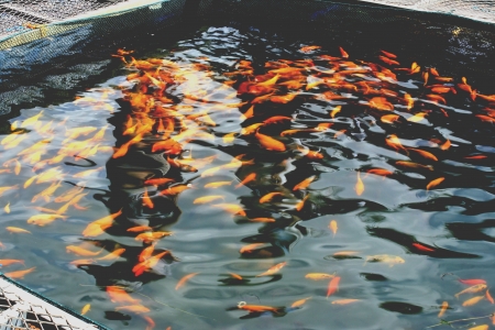 Fishes in orangeの素材