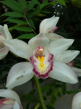 Orchid blossomの素材