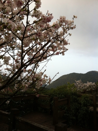 Japan sakuraの素材