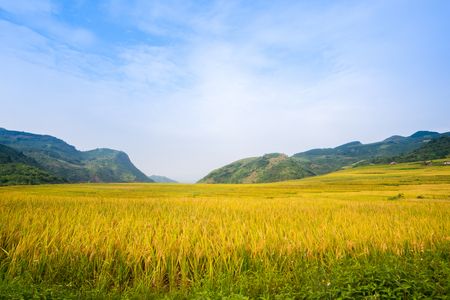 YU, SAPA, LAO CAI - September 2, 2017: rice ripe on terraced fields, rice farmers in Lao Cai, North of Vietnamの写真素材