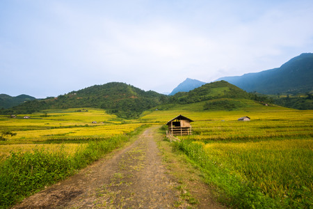 YU, SAPA, LAO CAI - September 2, 2017: rice ripe on terraced fields, rice farmers in Lao Cai, North of Vietnamの写真素材