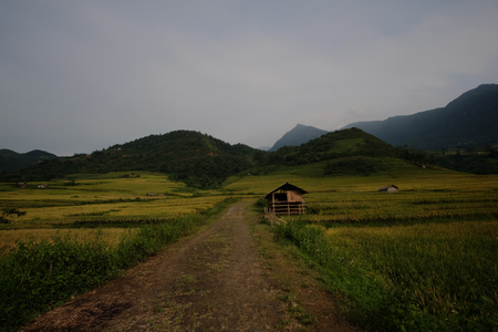 YU, SAPA, LAO CAI - September 2, 2017: rice ripe on terraced fields, rice farmers in Lao Cai, North of Vietnamの写真素材