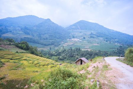 YU, SAPA, LAO CAI - September 2, 2017: rice ripe on terraced fields, rice farmers in Lao Cai, North of Vietnamのeditorial素材