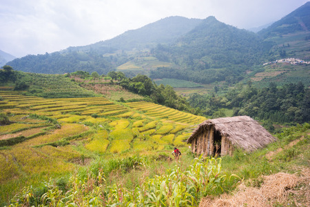 YU, SAPA, LAO CAI - September 2, 2017: rice ripe on terraced fields, rice farmers in Lao Cai, North of Vietnamのeditorial素材