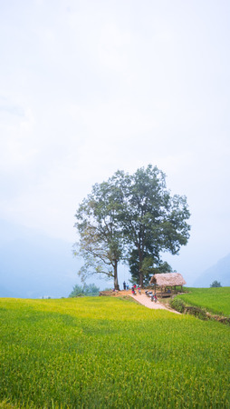 YU, SAPA, LAO CAI - September 2, 2017: rice ripe on terraced fields, rice farmers in Lao Cai, North of Vietnamのeditorial素材
