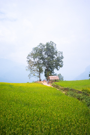 YU, SAPA, LAO CAI - September 2, 2017: rice ripe on terraced fields, rice farmers in Lao Cai, North of Vietnamの写真素材
