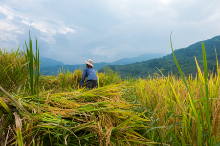rice ripe on terraced fields, rice farmers in Lao Cai, North of Vietnamの写真素材