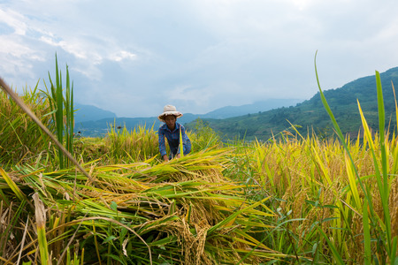 YU, SAPA, LAO CAI - September 2, 2017: rice ripe on terraced fields, rice farmers in Lao Cai, North of Vietnamのeditorial素材