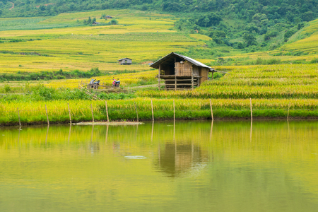 rice ripe on terraced fields, rice farmers in Lao Cai, North of Vietnamの写真素材