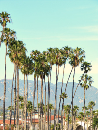 Sunny palm group in Santa Barbara, Californiaの写真素材
