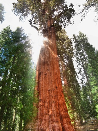 The General Sherman tree, the large largest tree on Earth