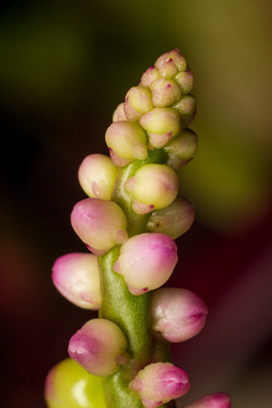 Macro photography showing a close up view of pink flowerの写真素材