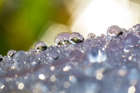 Macro photography showing a close up view of Water Droplets for backgroundの写真素材