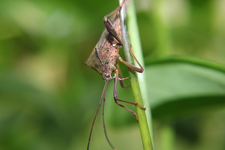 Macro photography showing a close up view of Marmorated stink bug or Halyomorpha halys