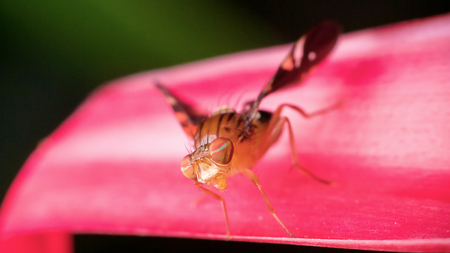Macro photography showing a close up view of fruit flyの写真素材
