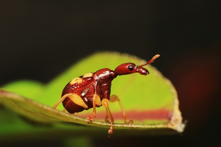 Macro photography showing a close up view of Red Giraffe Weevil or Leaf Rolling Weevil