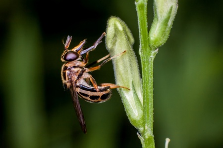 Macro photography showing a close up view of fruit flyの写真素材