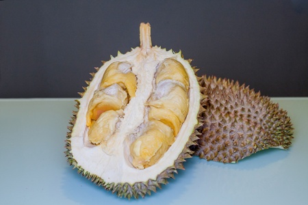 King of Fruit, Durian ready to be ripped with aqua and dark grey backgroundの写真素材