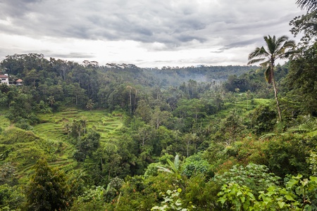 Holiday in Bali, Indonesia - Coffee and Chocolate Plantationの写真素材