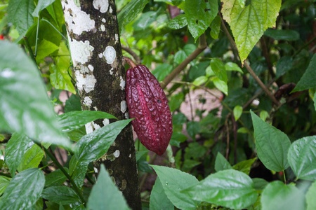 Holiday in Bali, Indonesia - Coffee and Chocolate Plantationの写真素材