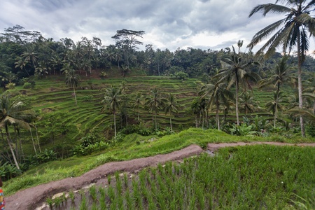 Holiday in Bali, Indonesia - Tegallalang Rice Terraceの写真素材