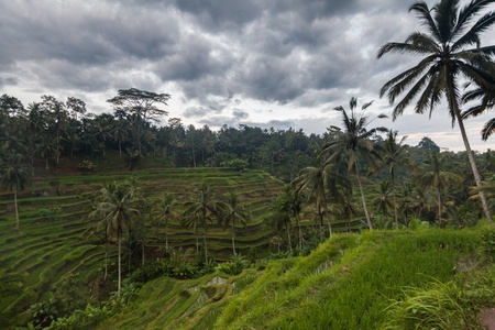 Holiday in Bali, Indonesia - Tegallalang Rice Terraceの写真素材