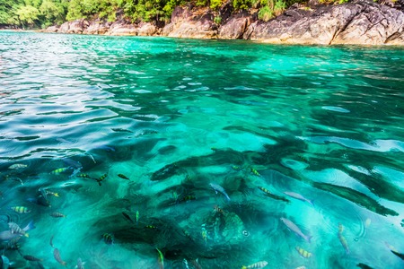 Holiday in Koh Lipe Thailand - Fish feeding with blur background during rainingの写真素材