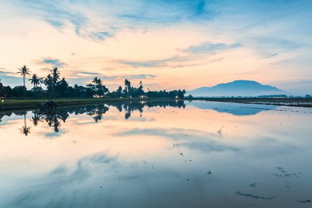 Reflection Sunrise in Paddy Field in Bukit Mertajam Penang, Malaysiaの写真素材