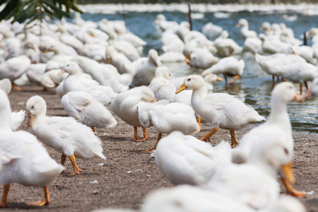 Real white duck in a farm with pondの写真素材