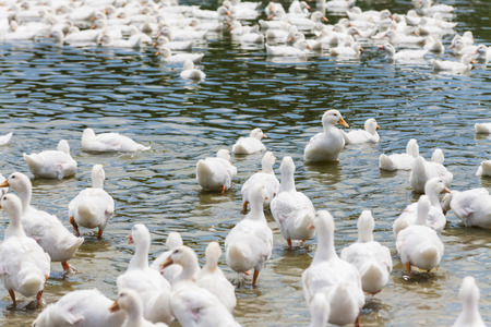 Real white duck in a farm with pondの写真素材