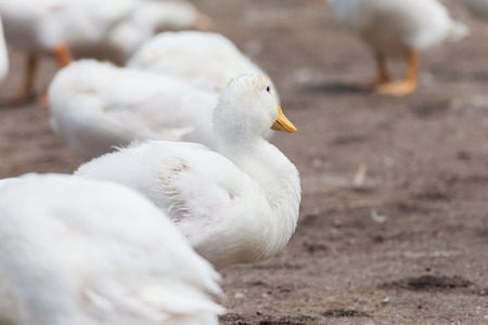 Real white duck in a farm with pondの写真素材