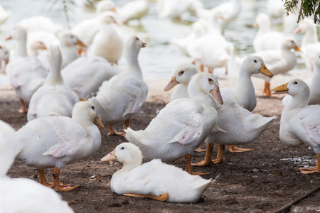 Real white duck in a farm with pondの写真素材