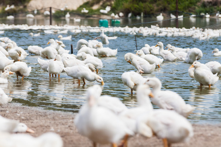 Real white duck in a farm with pondの写真素材