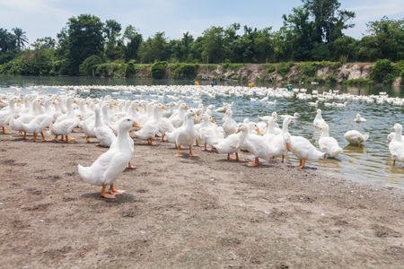 Real white duck in a farm with pondの写真素材