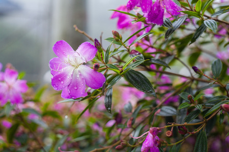 Real flowers and leaf for backgroundの写真素材