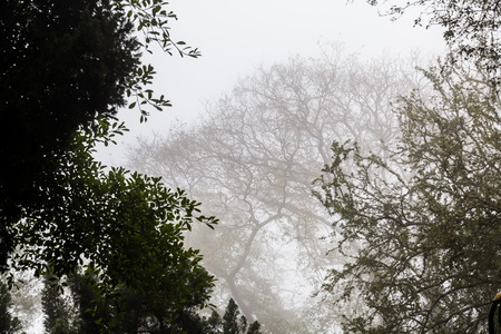 Tree, branch, leaf, foggy and misty view with blur backgroundの写真素材