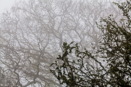 Tree, branch, leaf, foggy and misty view with blur backgroundの写真素材