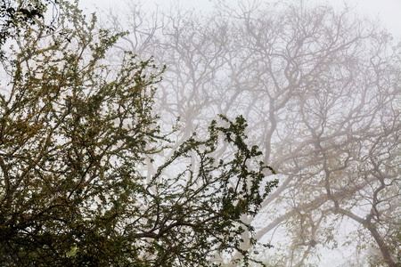 Tree, branch, leaf, foggy and misty view with blur backgroundの写真素材