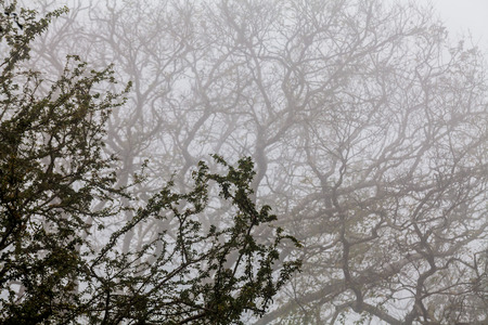 Tree, branch, leaf, foggy and misty view with blur backgroundの写真素材