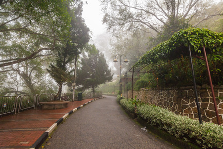 Foggy misty road indicating hauntedの写真素材