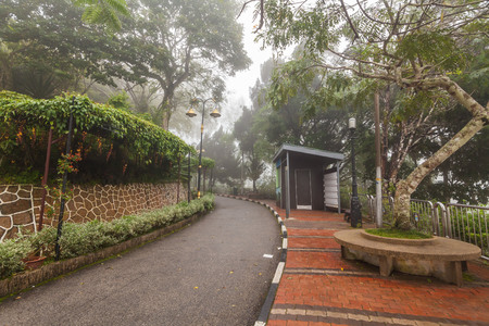 Foggy misty road indicating hauntedの写真素材
