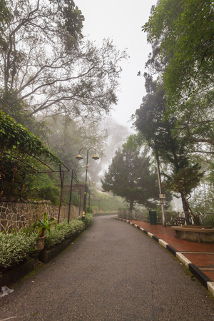 Foggy misty road indicating hauntedのeditorial素材