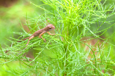 Real lizard resting on a wet green leaf with blur backgroundの写真素材