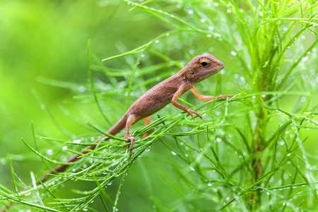 Real lizard resting on a wet green leaf with blur backgroundの写真素材
