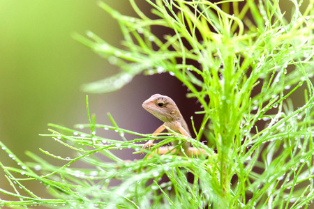 Real lizard resting on a wet green leaf with blur backgroundの写真素材