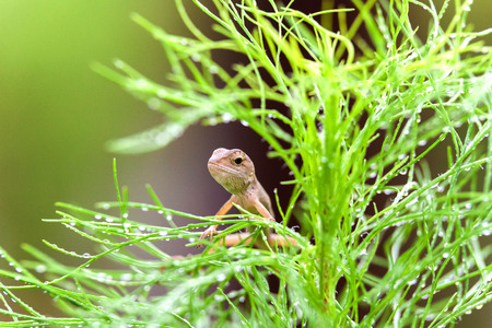 Real lizard resting on a wet green leaf with blur backgroundの写真素材