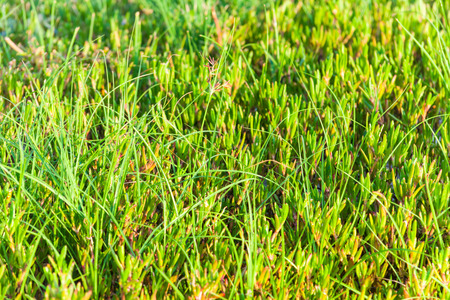 Green grass for backgroundの写真素材