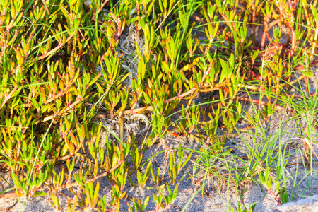 Green grass for backgroundの写真素材