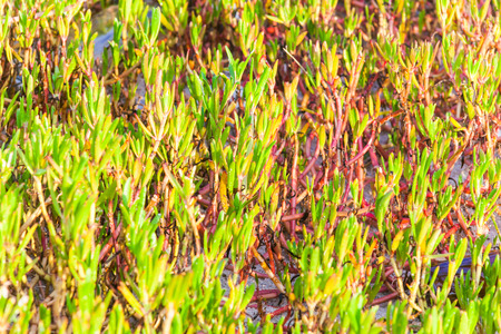 Green grass for backgroundの写真素材